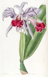 Cattleya labiata
